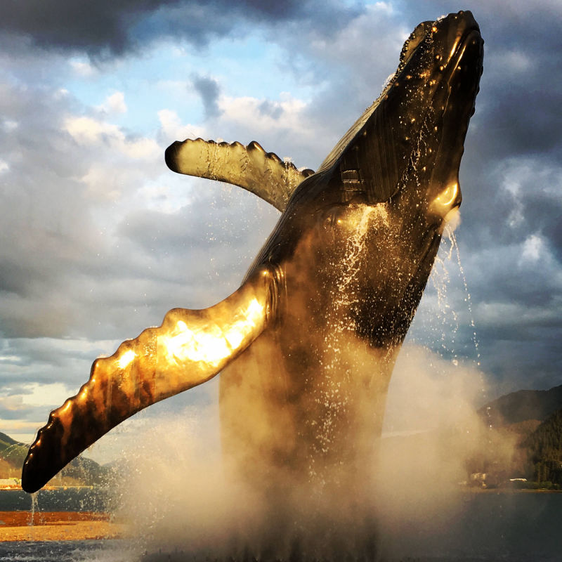 Picture of The Whale Project