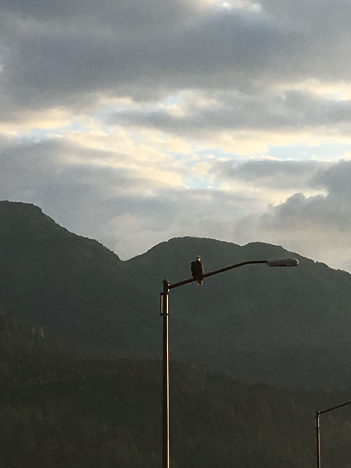 Picture of bald eagle on street light