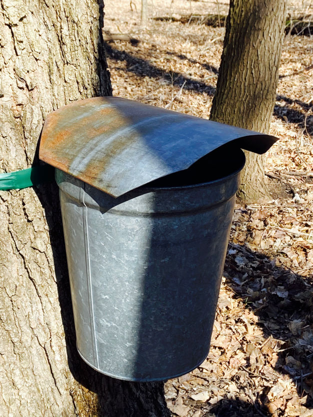 Photo of sap collection bucket