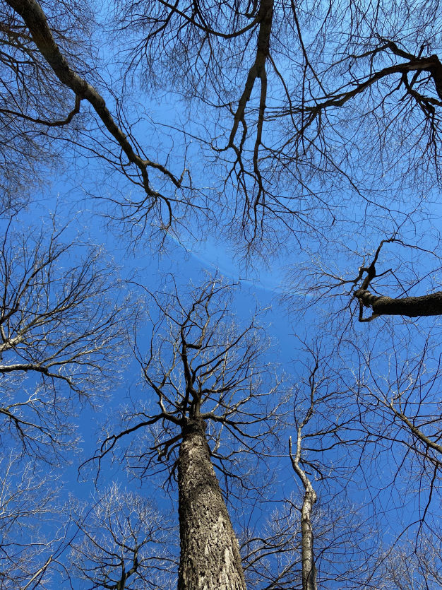 Photo of crown of maple trees