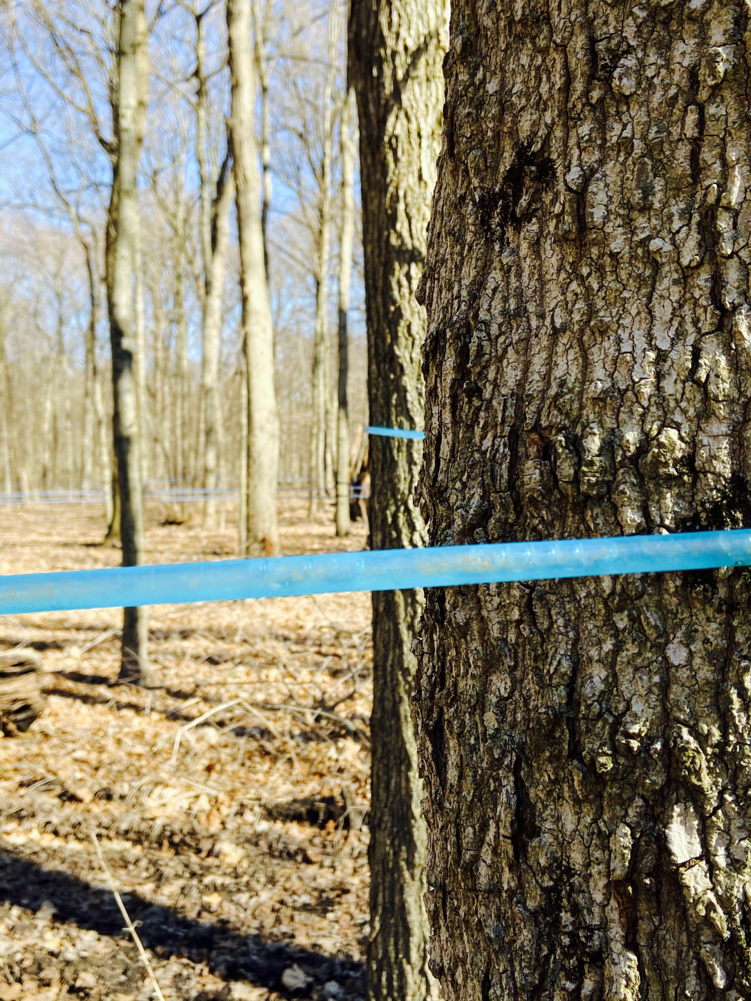 Photo of maple sap tubing 